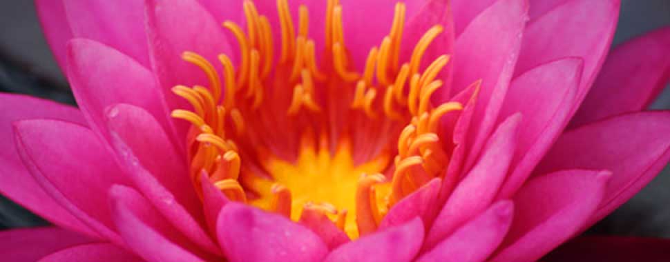 wellness healing lotus